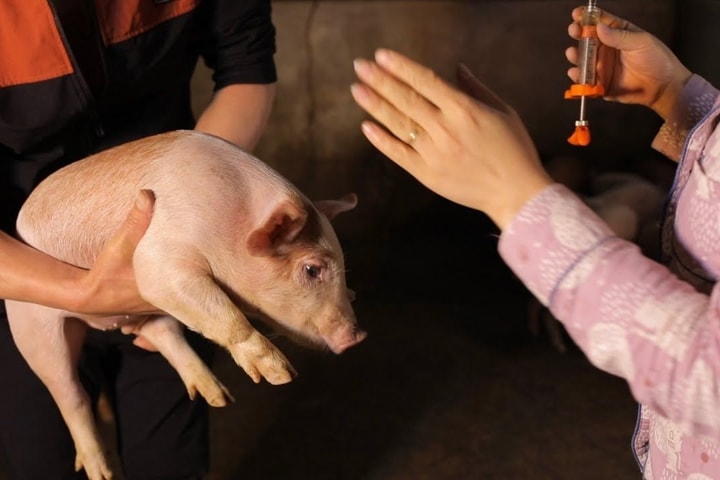 Xuất cấp vắc xin lở mồm long móng cho 30 địa phương