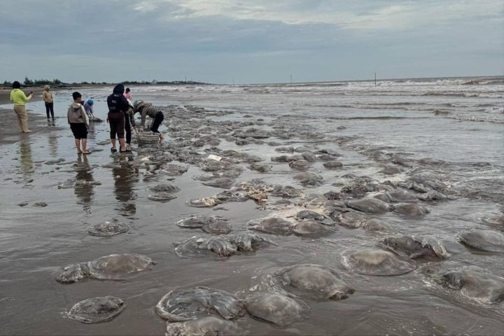 Hàng trăm tấn sứa dạt vào bờ biển Thịnh Long
