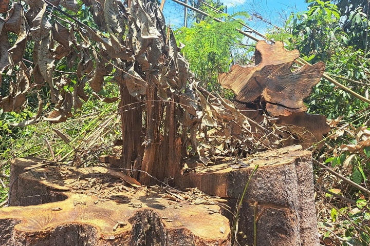 Kon Tum: Phát hiện vụ phá rừng quy mô lớn