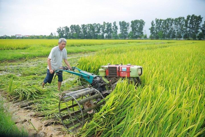 Nghệ An: Hàng nghìn ha lúa vụ Xuân mất mùa