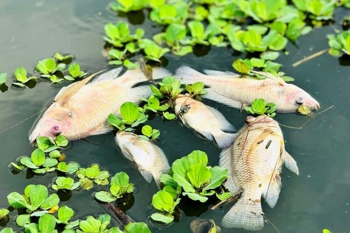 Người dân lo lắng khi cá trên sông Bàu Giang chết hàng loạt