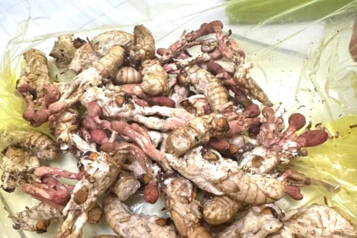 Ăn nấm độc mọc trên nhộng ve sầu, người đàn ông nguy kịch