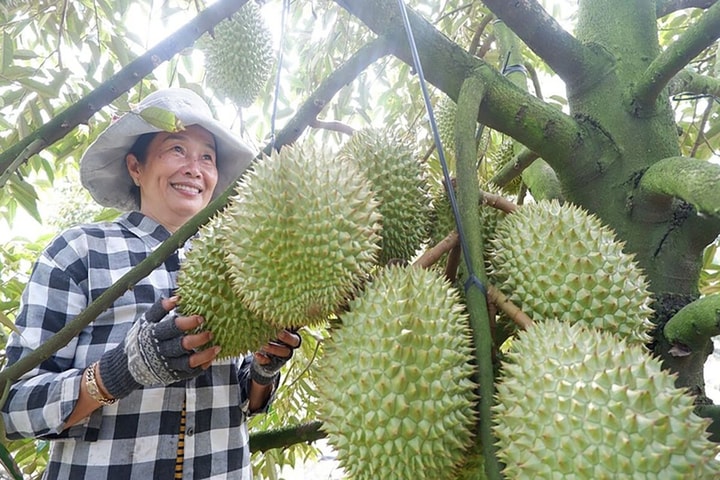 Sầu riêng Việt Nam đón tin vui từ thị trường Trung Quốc