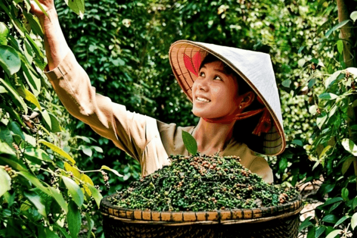 Cơ hội nào để ngành hồ tiêu Việt Nam giữ vững vị thế trên thị trường quốc tế?