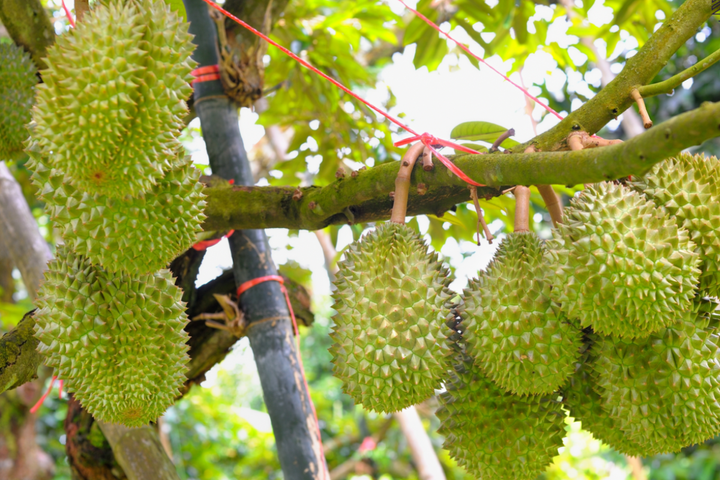 Ngành hàng sầu riêng trước sức ép tái cơ cấu