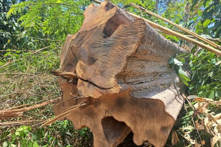 Khởi tố vụ án liên quan đến vụ phá rừng ở Kon Tum