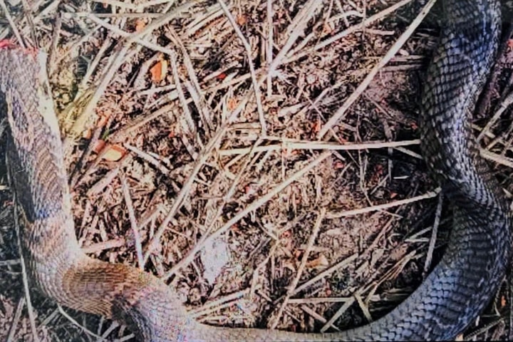 Cứu sống bé trai bị rắn hổ mang cắn