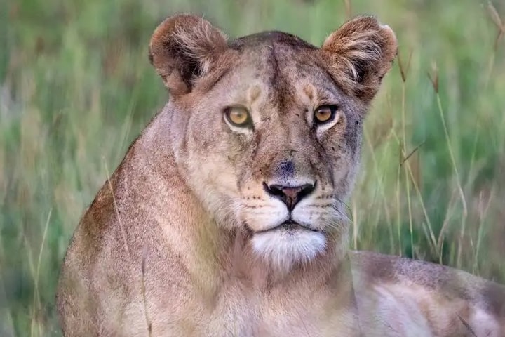 Bị bắt vì dắt sư tử đi dạo phố