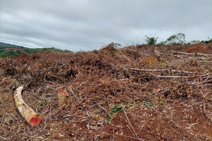 Bắt giam Phó Chủ tịch HĐND xã vì hủy hoại rừng