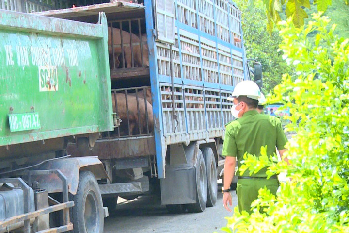 Bắt giữ 18 tấn lợn nhiễm dịch tả lợn Châu Phi đang được đưa đi tiêu thụ