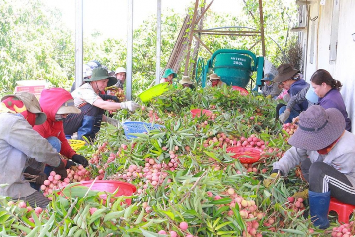 Trái cây vào chính vụ - Nỗi lo “rớt” giá và câu chuyện giữ thị trường từ gốc