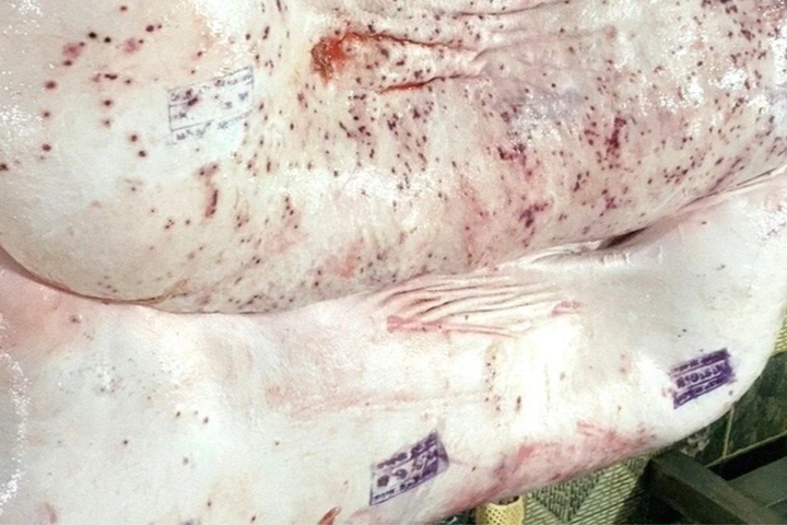 Làm rõ sai phạm trong việc đóng dấu kiểm dịch heo bệnh của Công ty C.P Việt Nam