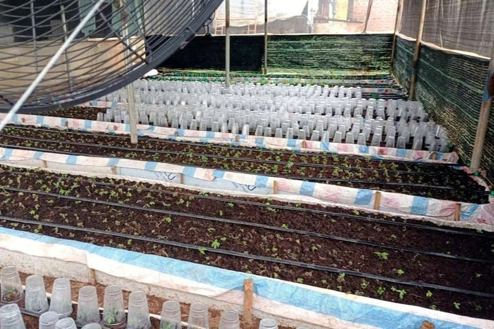 Lập đoàn kiểm tra việc cấp mã số vùng trồng sâm Ngọc Linh ở Kon Tum