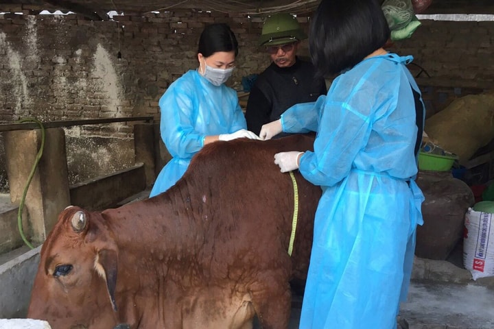 Chính sách mới về hỗ trợ cơ sở sản xuất và lực lượng phòng, chống dịch bệnh động vật