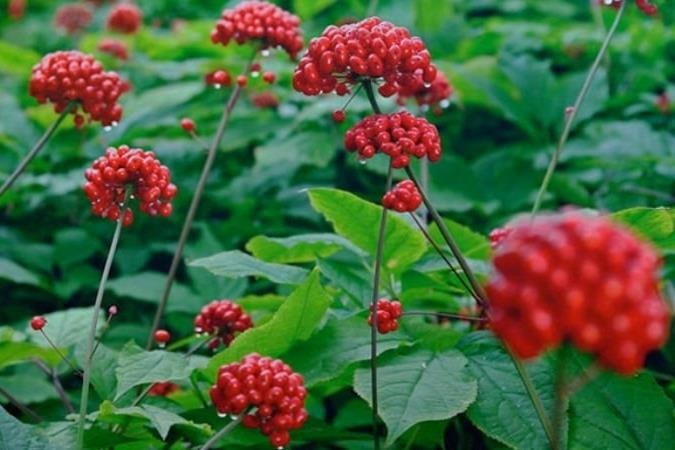 Lễ hội Sâm Ngọc Linh quốc tế: Từ độ cao 2.000 mét đến chiến lược quốc gia