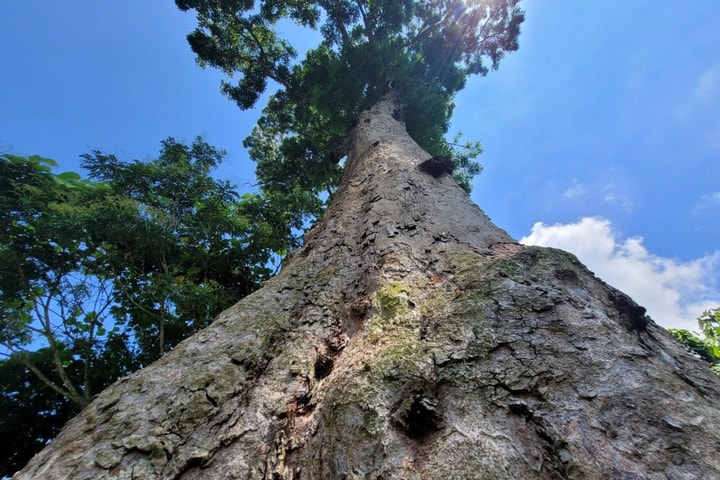 Ngắm cây lim di sản khoảng 700 tuổi