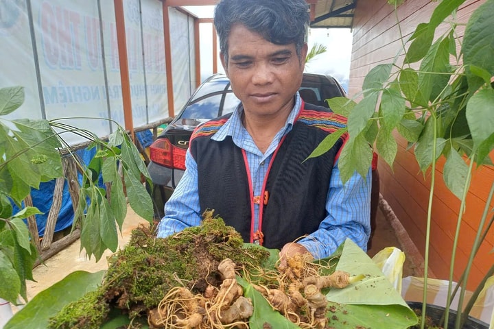 Khai mạc Phiên chợ sâm Ngọc Linh và Ngày hội văn hóa Xơ Đăng