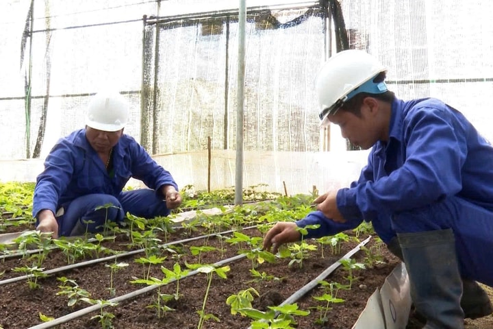 Kon Tum yêu cầu tiếp tục làm rõ việc cấp mã số vùng trồng sâm Ngọc Linh