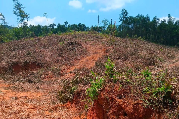 1,26 ha rừng phòng hộ ở Bình Định bị khai thác trái phép
