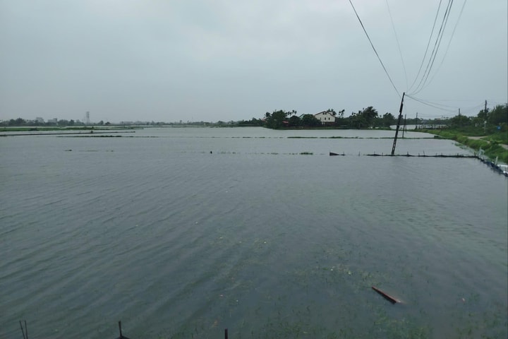 Quảng Nam: Hàng ngàn héc-ta lúa mới gieo sạ ngập trắng do mưa lớn