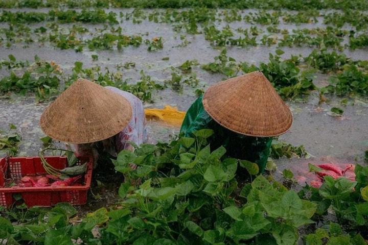 Bão số 1 gây nhiều thiệt hại tại Quảng Nam