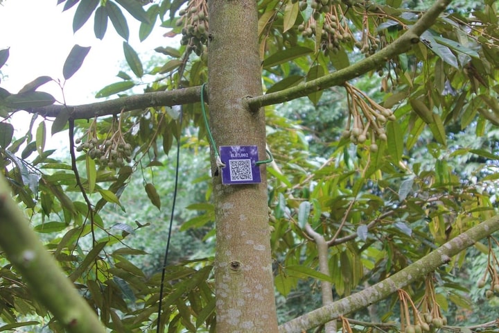 Đắk Lắk: Xây dựng chuỗi sầu riêng luồng xanh, nói không với chất cấm