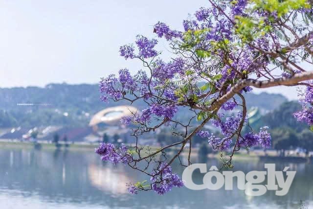 "Nàng thơ" chuyển mình trong kỷ nguyên mới