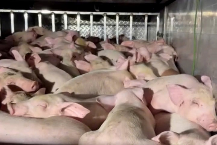 Phát hiện virus gây bệnh tại đàn heo vừa bị tạm giữ tại Bạc Liêu