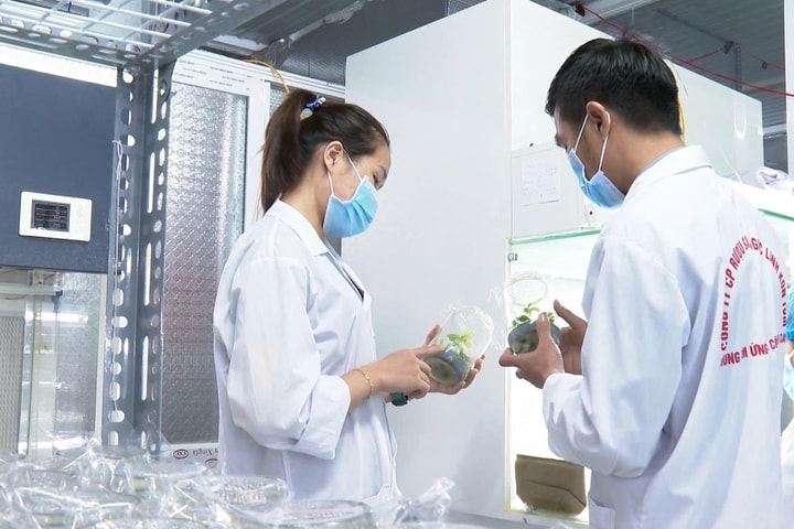 Xem xét xử lý tập thể, cá nhân cấp mã sâm Ngọc Linh chưa đúng pháp luật