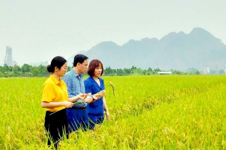 Kế hoạch về việc cấp, quản lý mã số vùng trồng tại Hà Nội