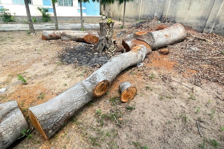 Chỉ đạo khẩn vụ cây xanh ở trụ sở xã bị cưa hạ để bán trước khi sáp nhập