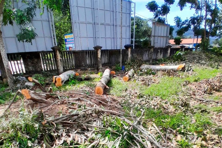 Bình Định: Cưa cây xà cừ trong trụ sở UBND xã để bán trước ngày sáp nhập