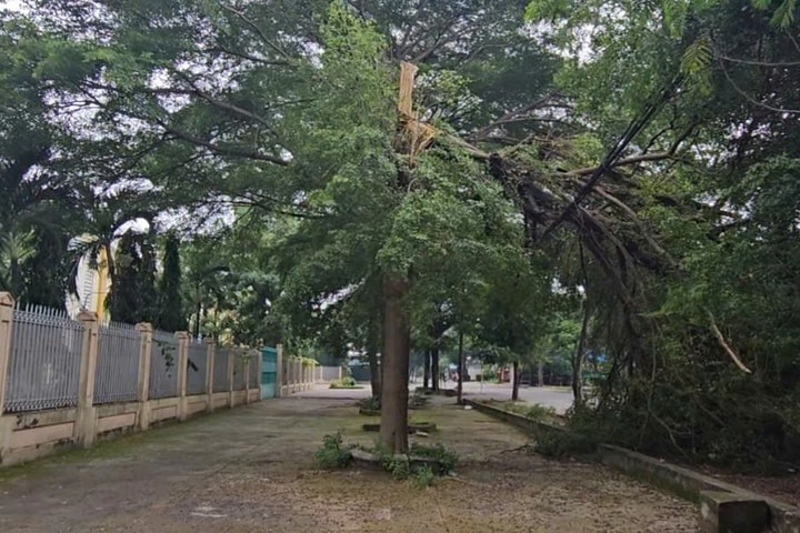 Cây xanh gãy đổ, đè đường dây điện ở TP.HCM