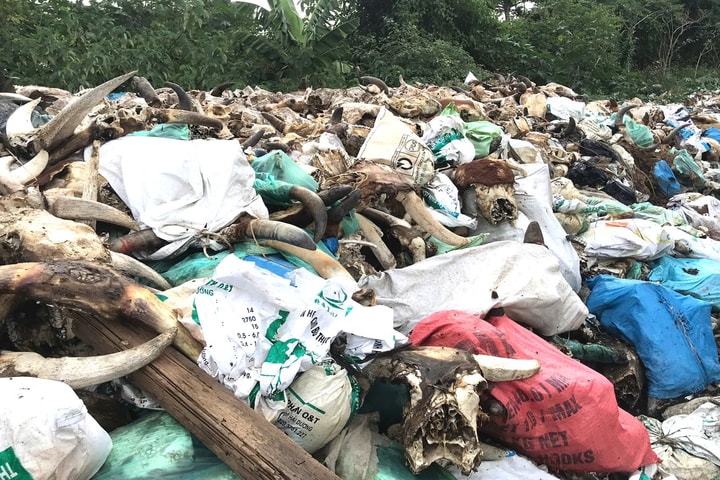 Ám ảnh trước “nghĩa địa trâu bò” bốc mùi giữa lòng đô thị