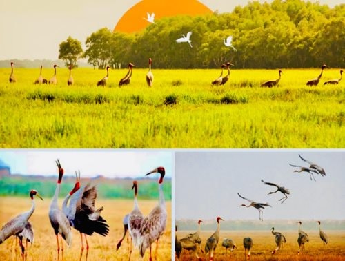 Vườn Quốc gia Tràm Chim: Vẻ đẹp hoang sơ giữa lòng Đồng Tháp Mười