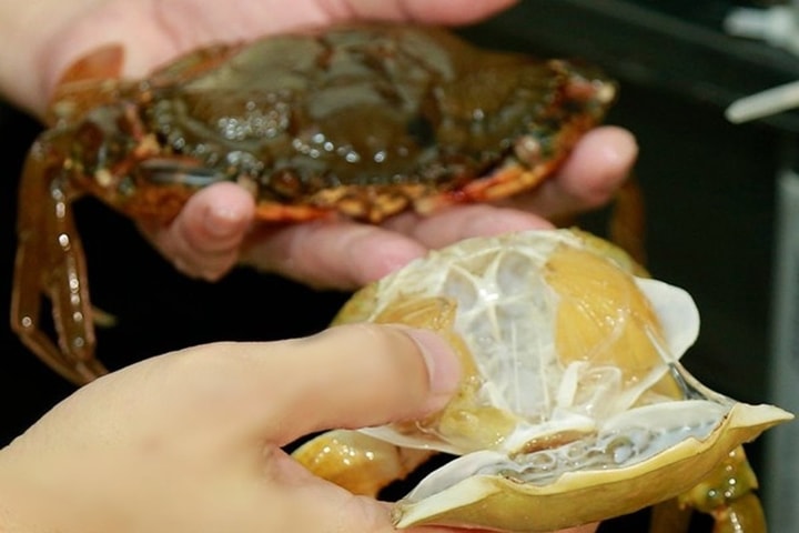 Một Công ty phải hoàn trả 570 triệu đồng từ nhiệm vụ KH&CN nuôi cua lột