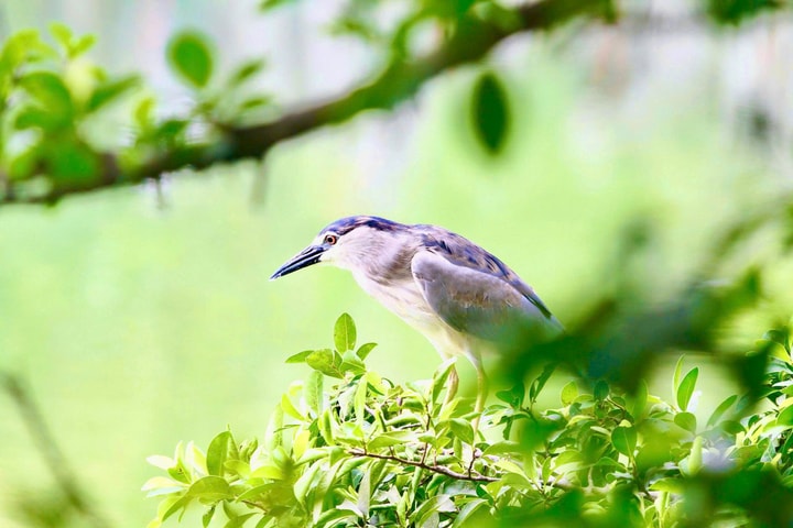 Nét yên bình bên Hồ Gươm