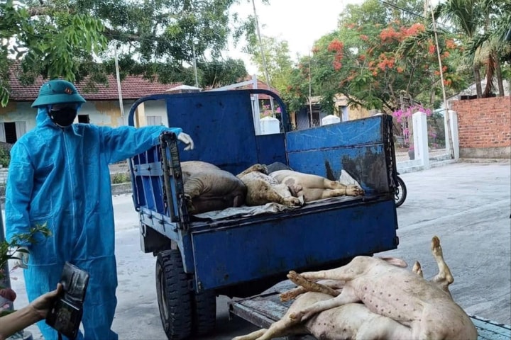 Đà Nẵng bùng phát dịch tả lợn châu Phi