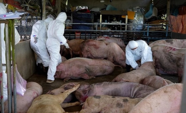 Triển khai quyết liệt, đồng bộ các giải pháp phòng, chống bệnh Dịch tả lợn Châu Phi