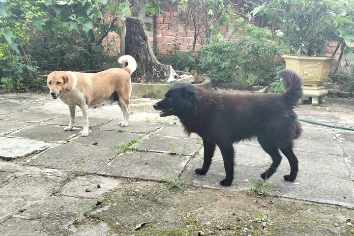 Quảng Ngãi khẩn cấp dập ổ dịch dại tại xã biên giới