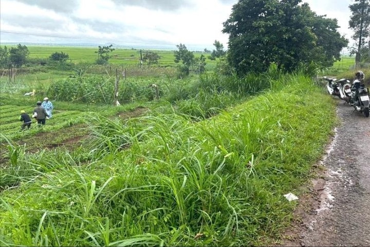 Đang làm ruộng, người phụ nữ bị cây ngã đổ tử vong