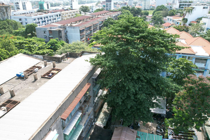 Cây cổ thụ bật rễ, uy hiếp nhà dân TP.HCM