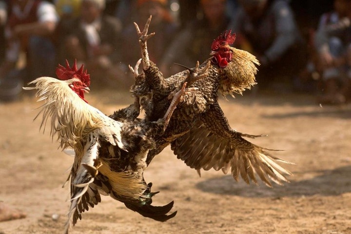 Vụ án hàng chục người chơi chọi gà mất tích, bí ẩn dần hé lộ