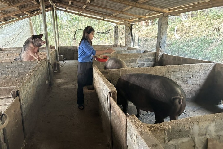 Cấp bách khoanh vùng, dập dịch tả lợn châu Phi