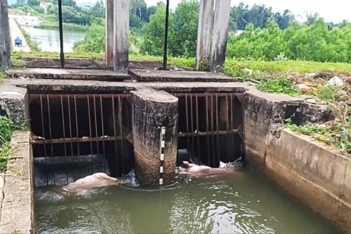 Xác lợn chết nổi lềnh bềnh, dân khốn đốn vì ô nhiễm