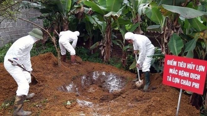Cao Bằng quyết liệt phòng, chống dịch tả lợn châu Phi