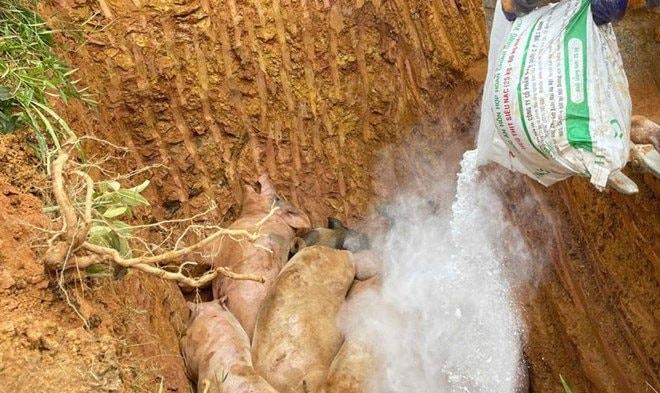 Cao Bằng: Phát hiện 5 xe tải chở lợn nhiễm dịch tả châu Phi