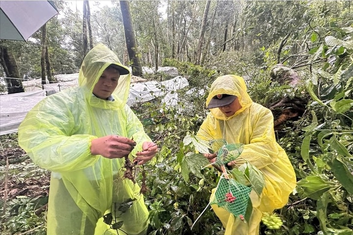 Người dân Xơ Đăng trồng sâm Ngọc Linh bị thiệt hại nặng nề do mưa bão