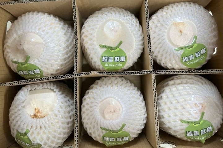 Gần 22 tấn dừa tươi Bến Tre xuất sang Trung Quốc