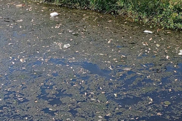 Cá chết nổi trắng kênh trong khu công nghiệp ở Huế